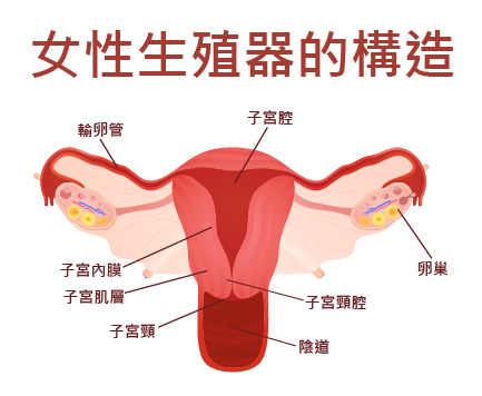 【女性】生殖器官功能